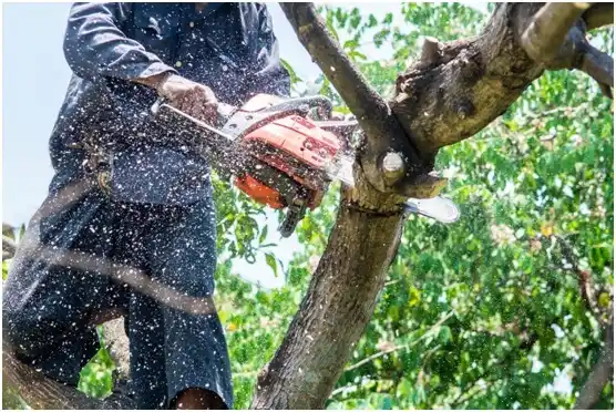 tree services Dickson City